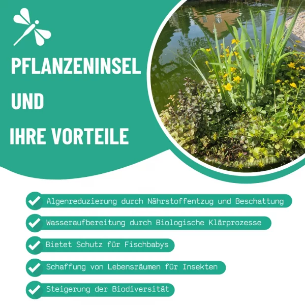 Pflanzeninsel Ø ca. 120 cm mit oder ohne Teichpflanzen – Bild 4