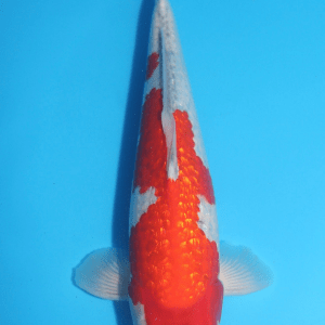 Ikarashi Ginrin Goshiki / Nisai / männlich / 40cm
