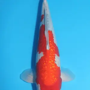 Ikarashi Ginrin Goshiki / Sansai / männlich / 45cm