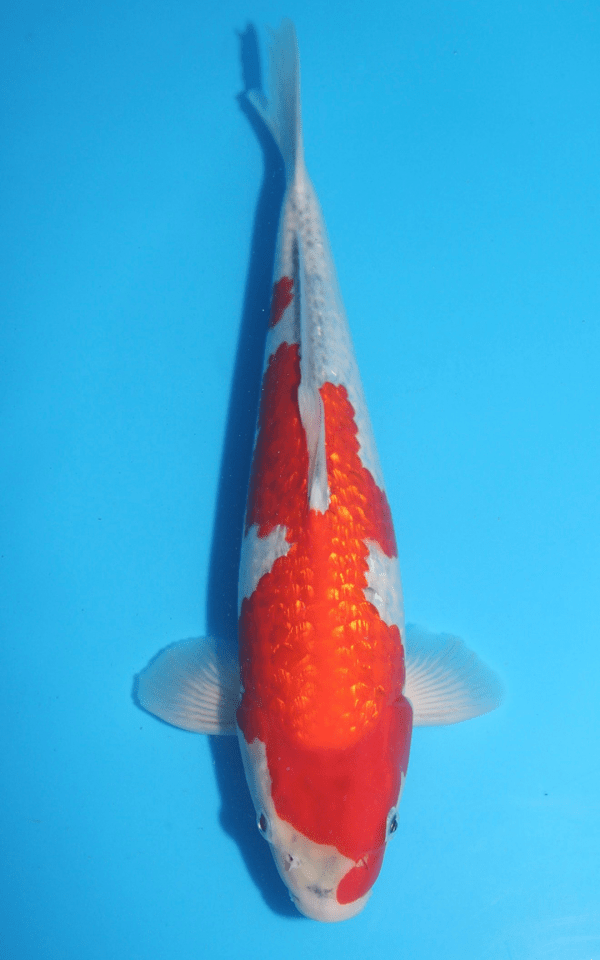 Ikarashi Ginrin Goshiki / Nisai / männlich / 40cm