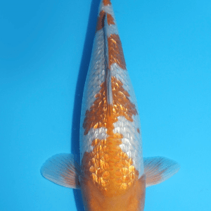 Ikarashi Ginrin Ochiba / Nisai / weiblich / 45cm