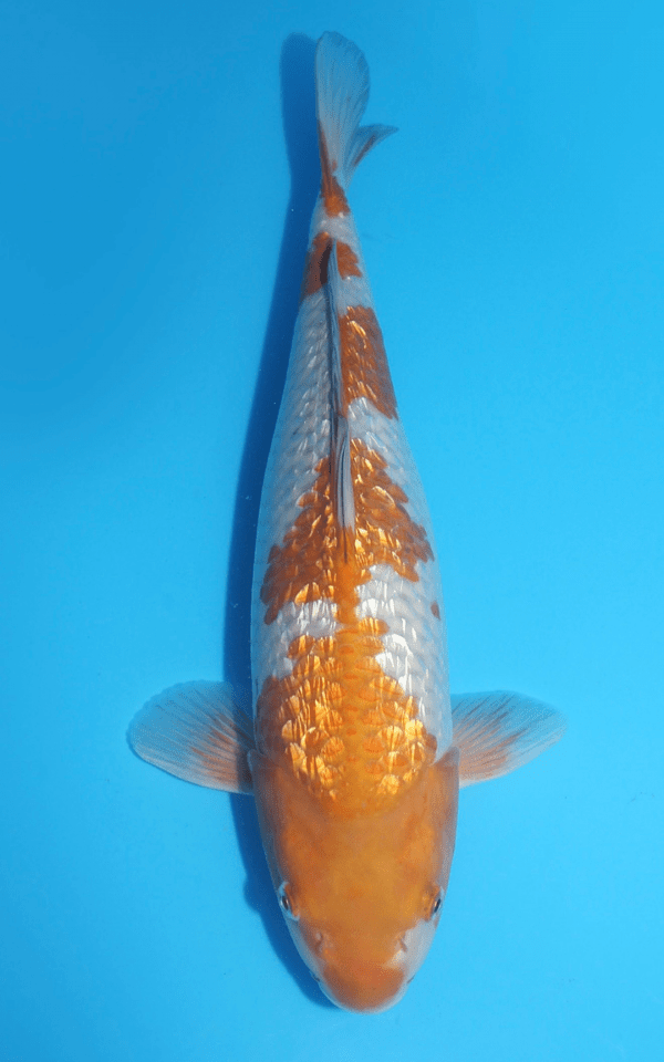 Ikarashi Ginrin Ochiba / Nisai / weiblich / 45cm