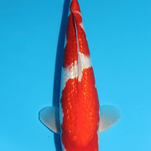 Maruhiro Ginrin Kohaku / Nisai / männlich / 41cm