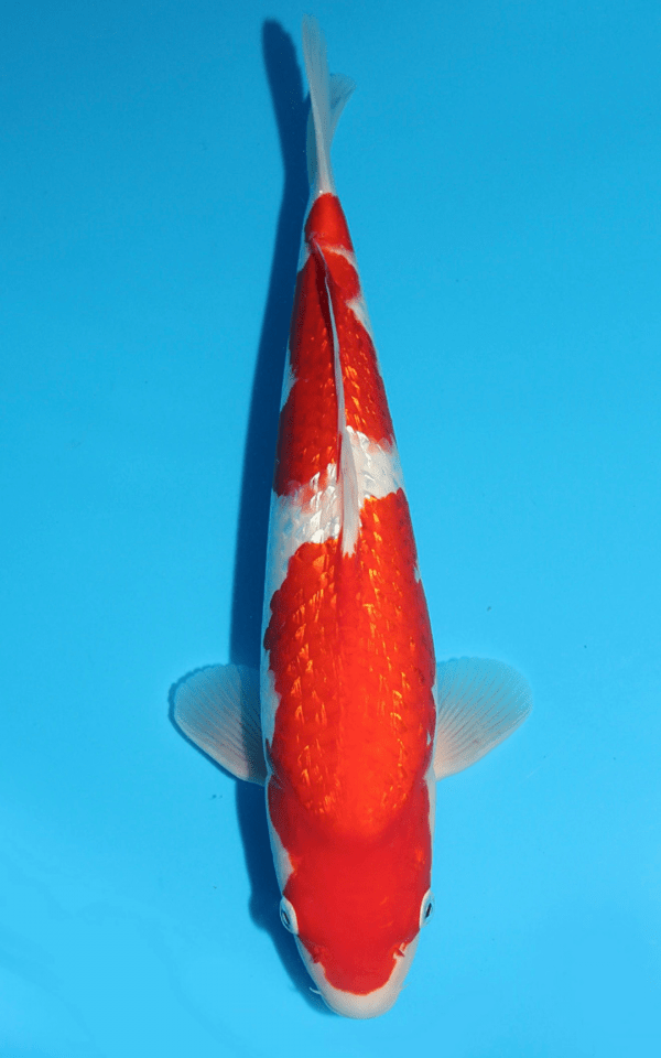 Maruhiro Ginrin Kohaku / Nisai / männlich / 41cm