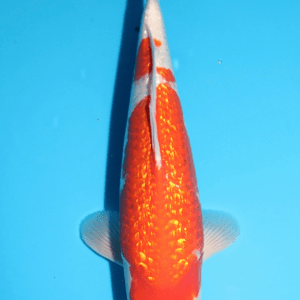 Sakazume Ginrin Kohaku / Nisai / männlich / 45cm