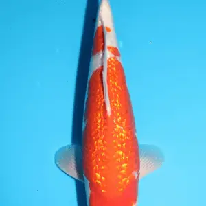 Sakazume Ginrin Kohaku / Sansai / männlich / 50cm