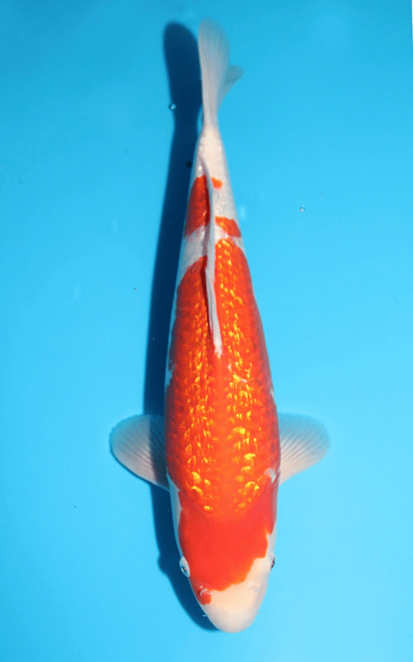 Sakazume Ginrin Kohaku / Nisai / männlich / 45cm