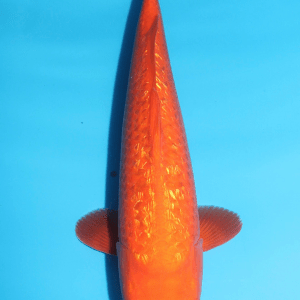 Maruhiro Ginrin Benigoi / Nisai / männlich / 49cm