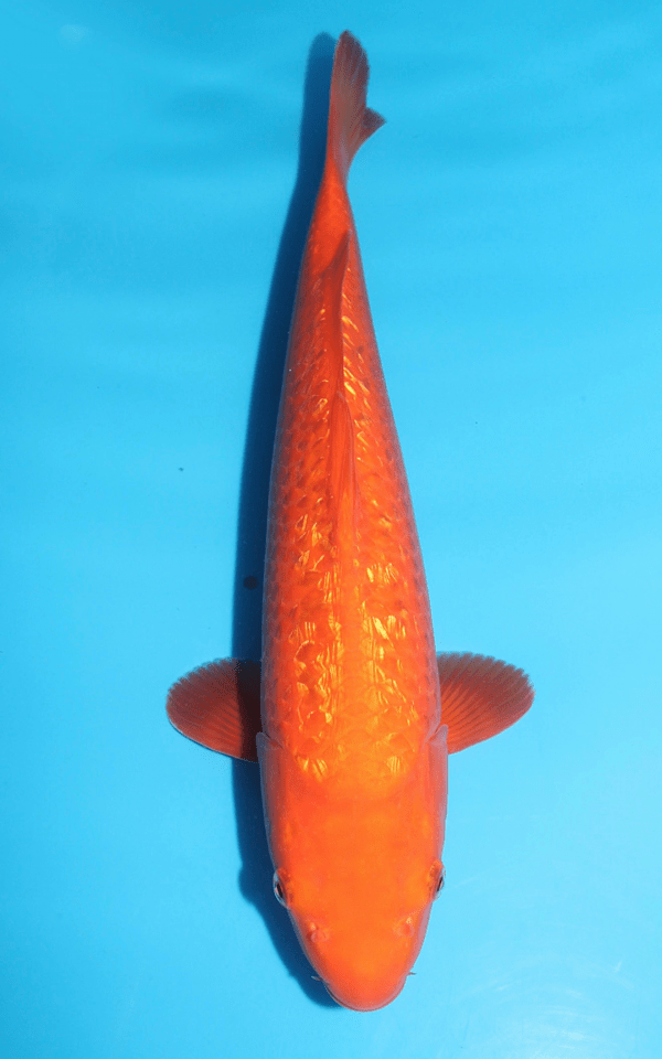 Maruhiro Ginrin Benigoi / Nisai / männlich / 49cm