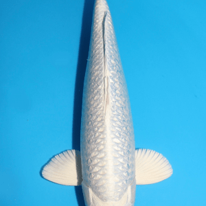 Sakazume Ginrin Platinum Ogon / Nisai / männlich / 47cm