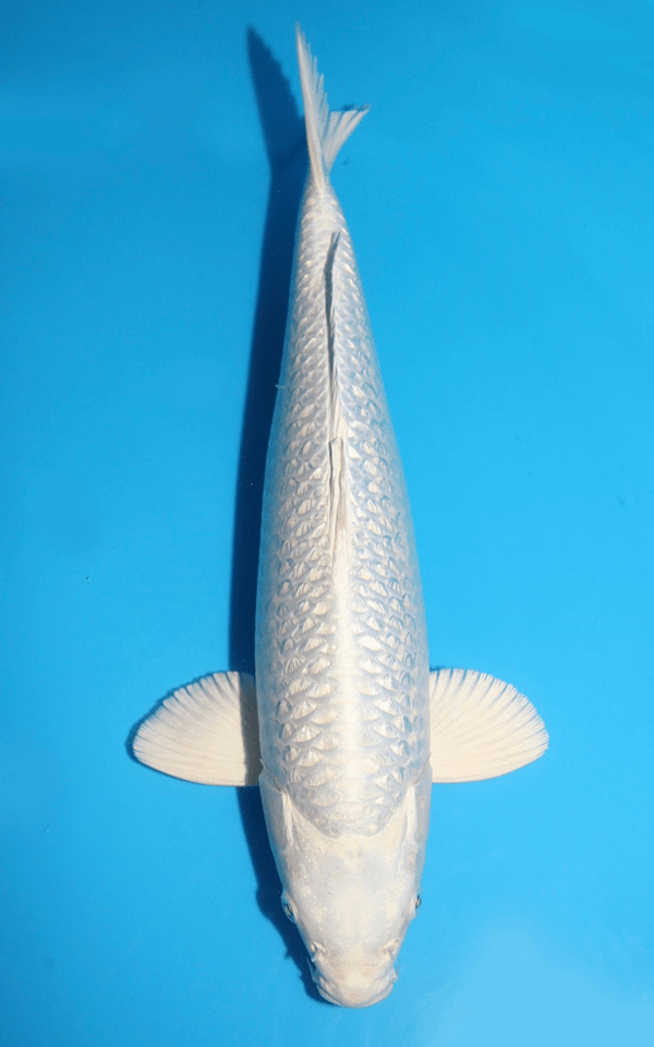 Sakazume Ginrin Platinum Ogon / Nisai / männlich / 47cm