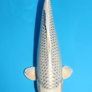Sakazume Gin Matsuba / Nisai / weiblich / 43cm