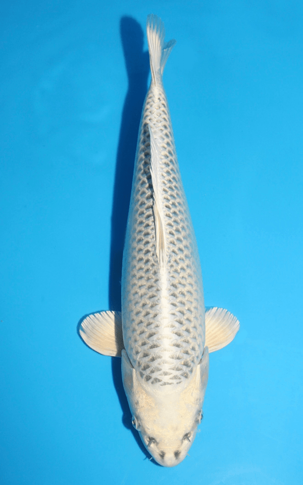 Sakazume Gin Matsuba / Nisai / weiblich / 43cm