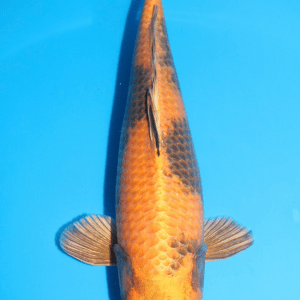 Yamazaki Kin Ki Utsuri / Nisai / weiblich / 50cm
