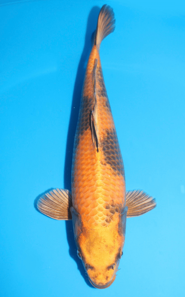Yamazaki Kin Ki Utsuri / Nisai / weiblich / 50cm