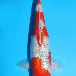 Ikarashi Ginrin Goshiki / Sansai / weiblich / 46cm