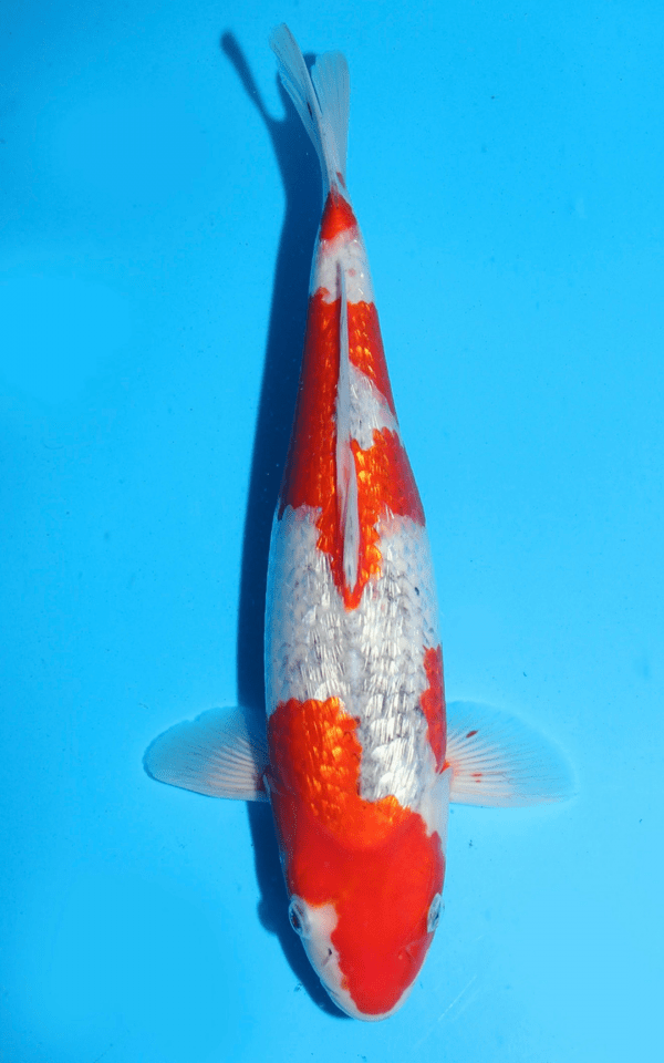 Ikarashi Ginrin Goshiki / Nisai / weiblich / 43cm