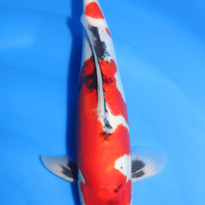 Shinoda Doitsu Showa / Nisai / männlich / 45cm