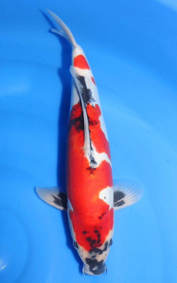 Shinoda Doitsu Showa / Nisai / männlich / 45cm