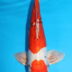 Miyatora Beni Kikokuryu / Nisai / männlich / 43cm