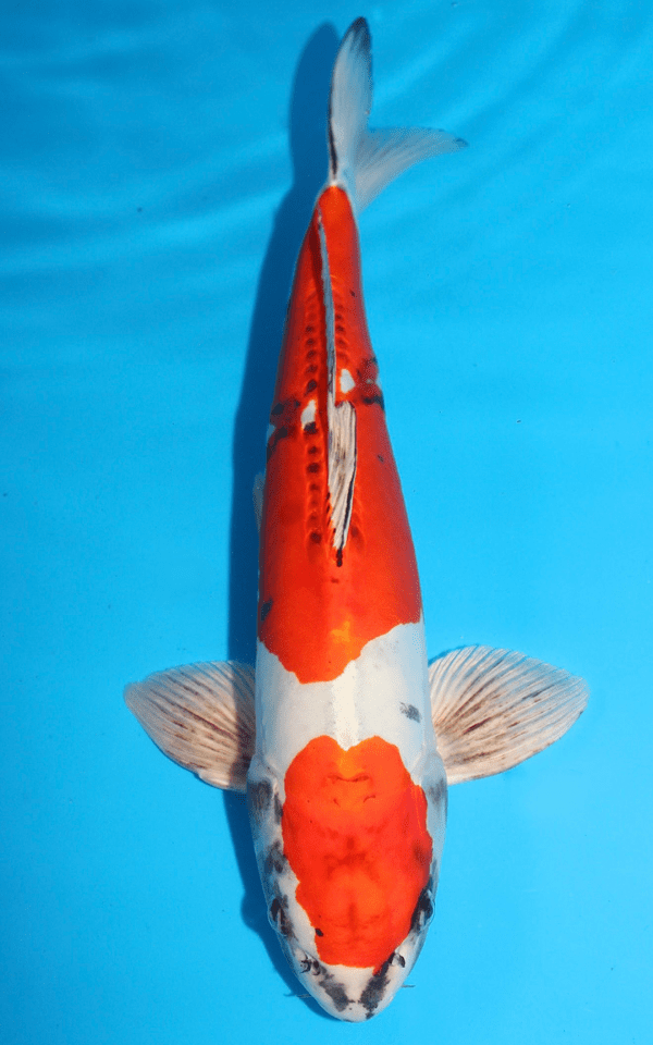 Miyatora Beni Kikokuryu / Nisai / männlich / 43cm