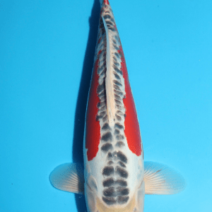 Maruhiro Shusui / Nisai / männlich / 35cm