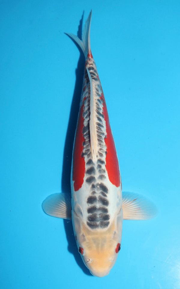 Maruhiro Shusui / Nisai / männlich / 35cm