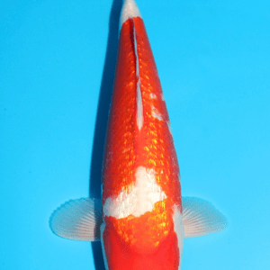 Kansuke Ginrin Kohaku / Nisai / männlich / 45cm