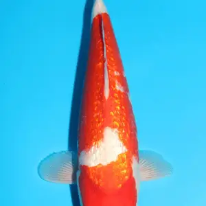Kansuke Ginrin Kohaku / Sansai / männlich / 48cm