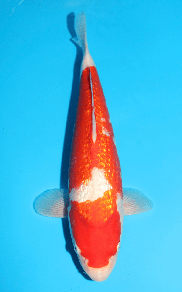 Kansuke Ginrin Kohaku / Nisai / männlich / 45cm