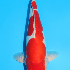 Shinoda Doitsu Kohaku / Nisai / männlich / 42cm
