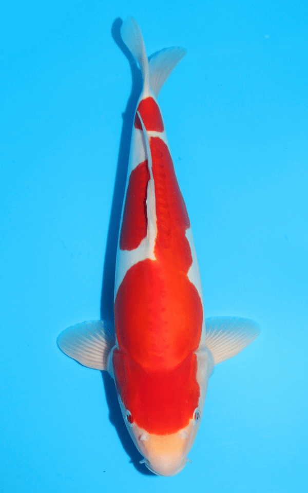 Shinoda Doitsu Kohaku / Nisai / männlich / 42cm