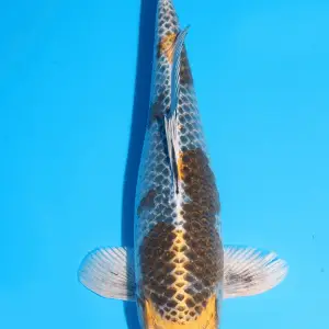 Ikarashi Ginga / Sansai / weiblich / 57cm