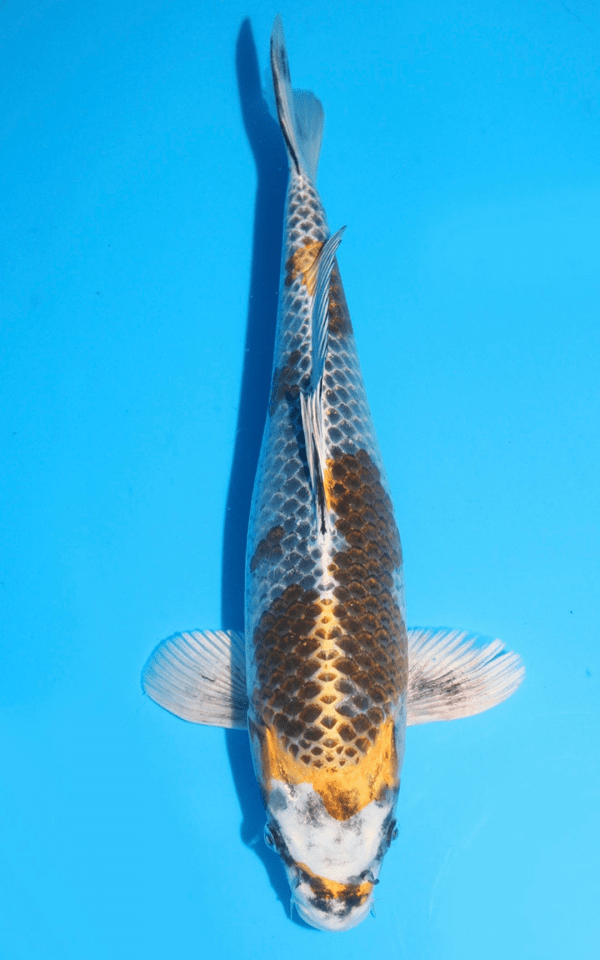 Ikarashi Ginga / Nisai / weiblich / 50cm