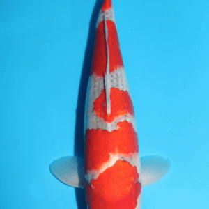 Minuma Goshiki / Nisai / männlich / 45cm
