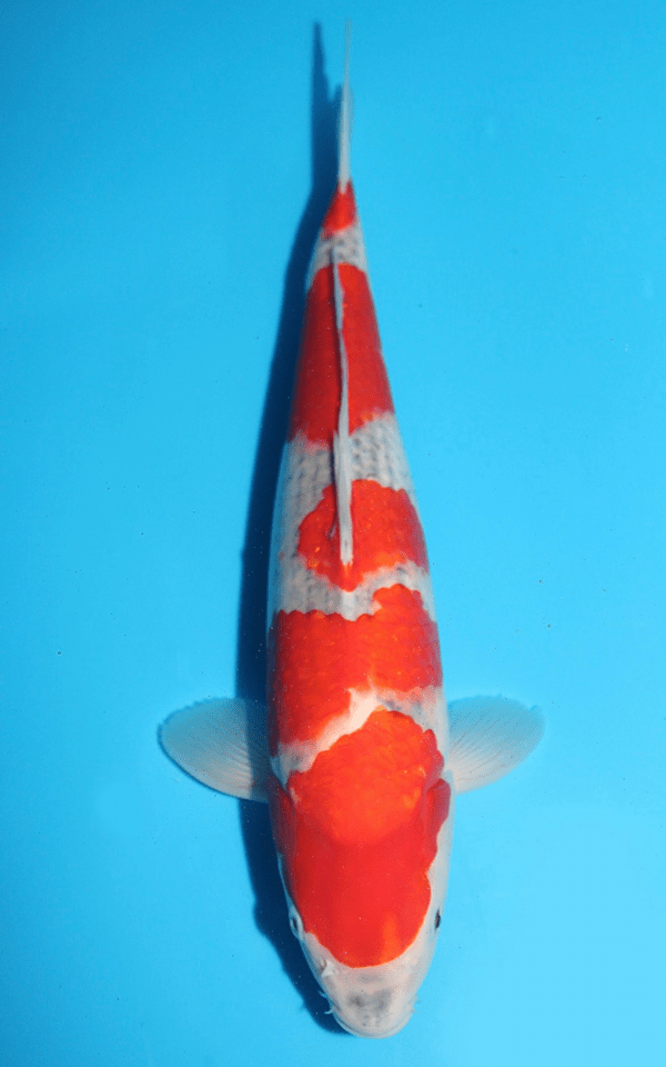 Minuma Goshiki / Nisai / männlich / 45cm