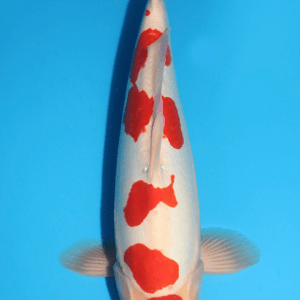 Maruhide Doitsu Kohaku / Nisai / männlich / 47cm