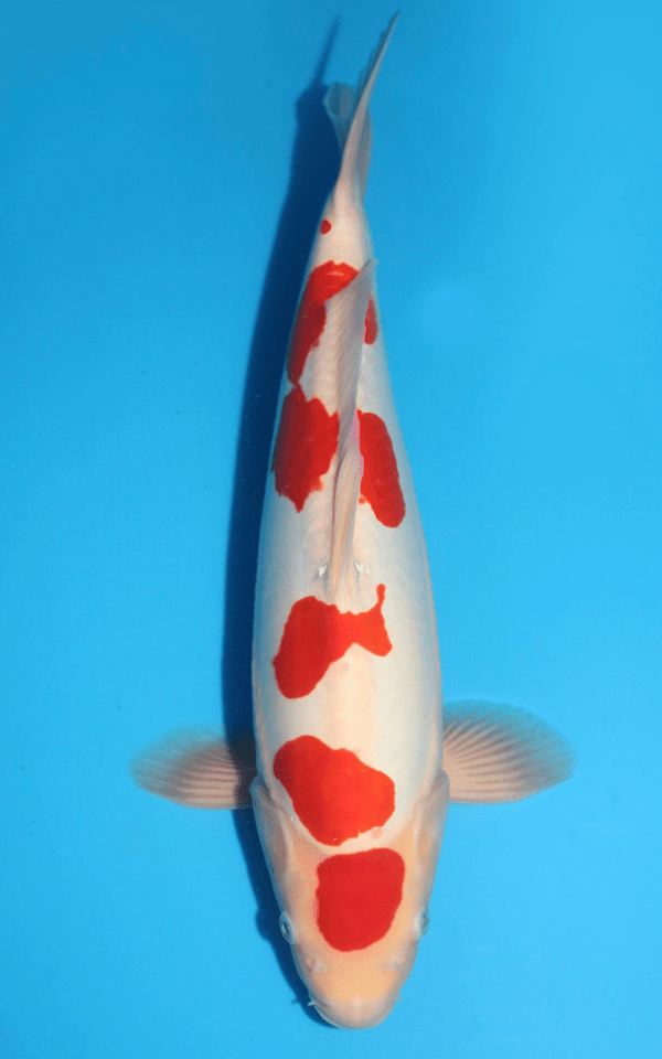 Maruhide Doitsu Kohaku / Nisai / männlich / 47cm