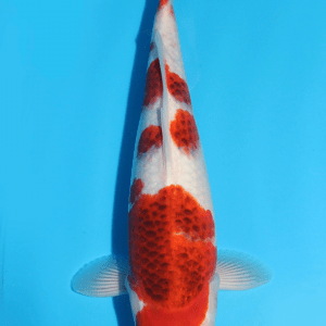 Sakazume Goromo / Nisai / männlich / 44cm