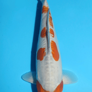 Sakazume Doitsu Ochiba / Nisai / männlich / 39cm