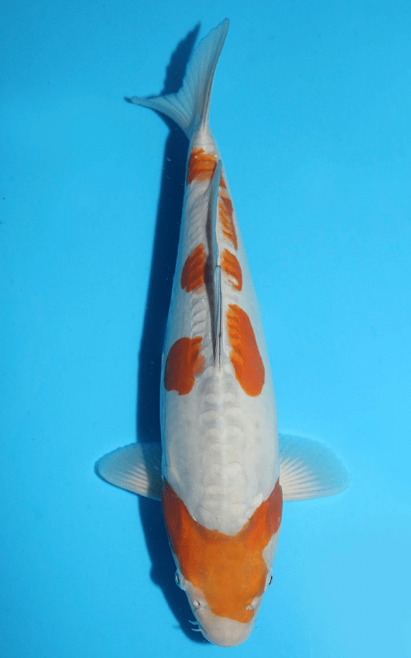 Sakazume Doitsu Ochiba / Nisai / männlich / 39cm