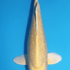Ikarashi Ginrin Yamabuki / Nisai / männlich / 40cm
