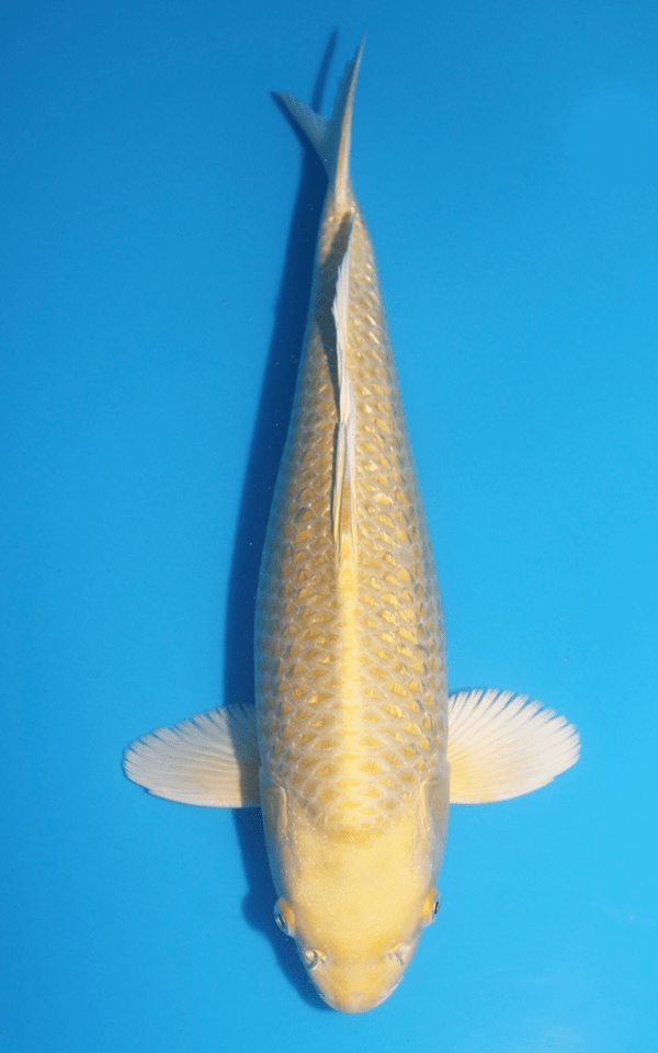 Ikarashi Ginrin Yamabuki / Nisai / männlich / 40cm