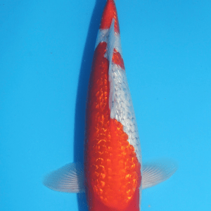 Karashi Ginrin Goshiki / Nisai / männlich / 40cm