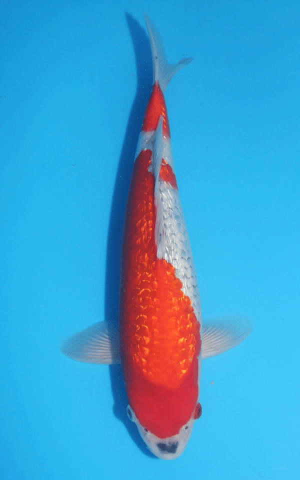 Karashi Ginrin Goshiki / Nisai / männlich / 40cm
