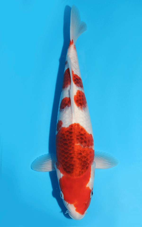Sakazume Goromo / Nisai / männlich / 44cm