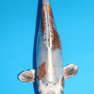 Marusaka Kin Kikokuryu / Nisai / weiblich / 46cm