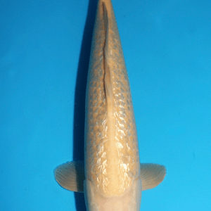 Maruhiro Ginrin Karashi / Nisai / männlich / 50cm