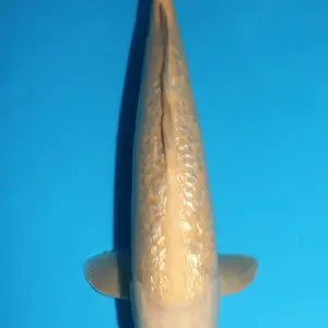 Maruhiro Ginrin Karashi / Sansai / männlich / 56cm