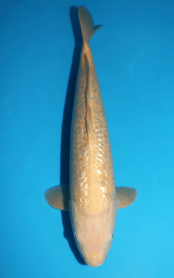 Maruhiro Ginrin Karashi / Nisai / männlich / 50cm